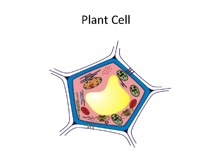 Plant Cell 
