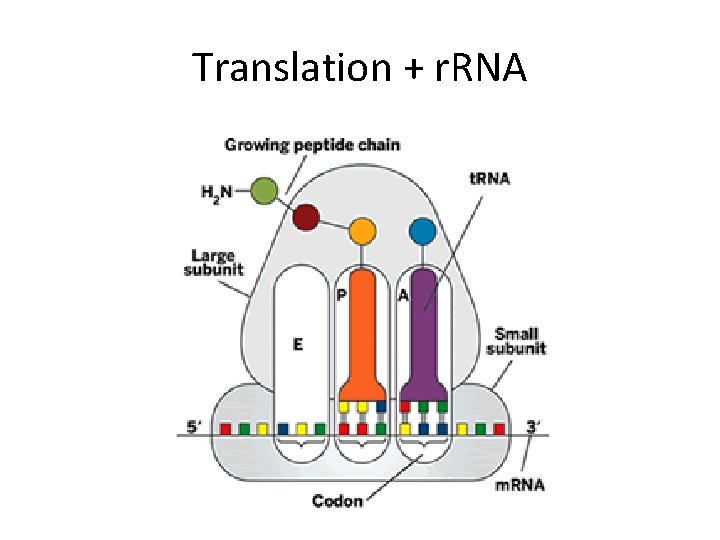 Translation + r. RNA 