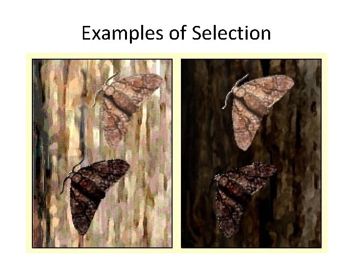 Examples of Selection 