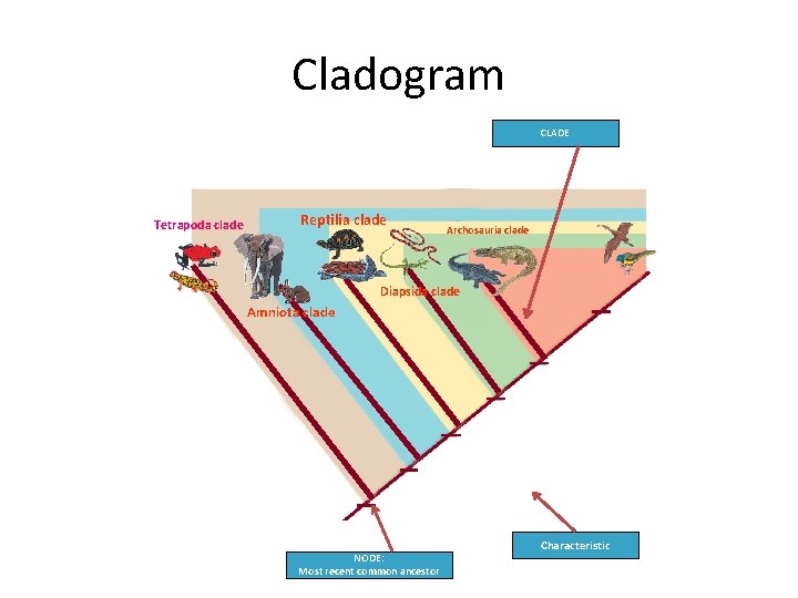 Cladogram CLADE Tetrapoda clade Reptilia clade Archosauria clade Diapsida clade Amniota clade FEATHERS AND
