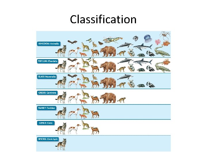Classification 