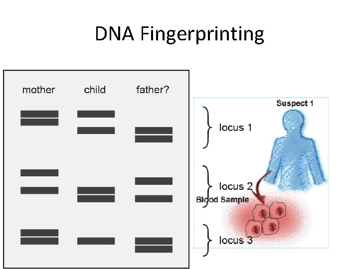 DNA Fingerprinting 