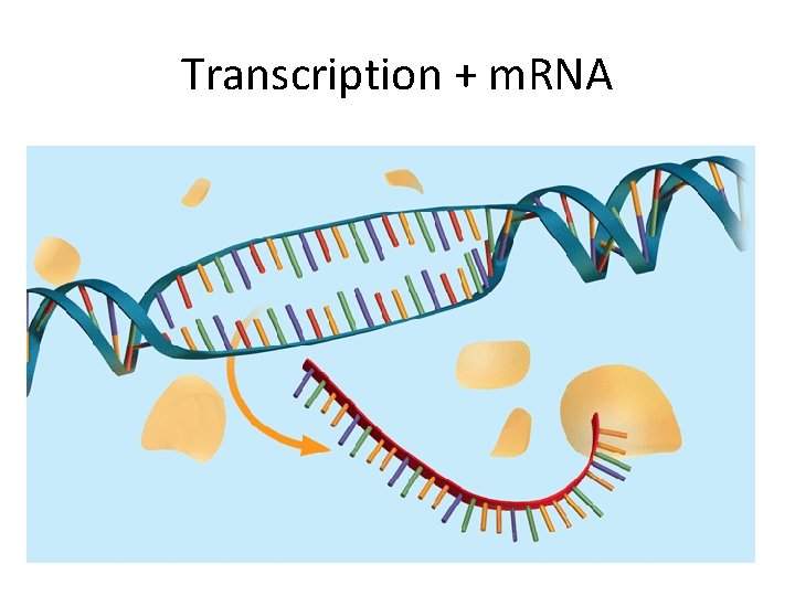 Transcription + m. RNA 