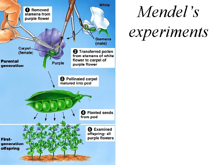 Mendel’s experiments 