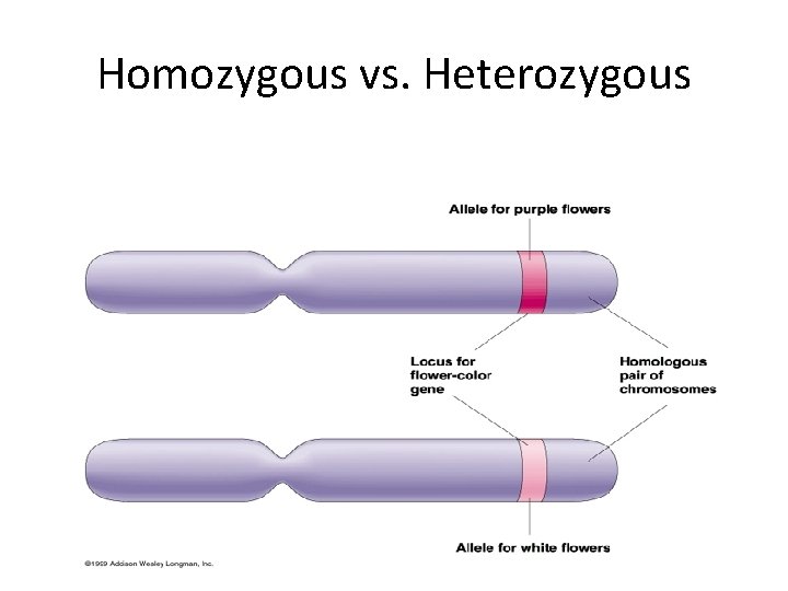 Homozygous vs. Heterozygous 
