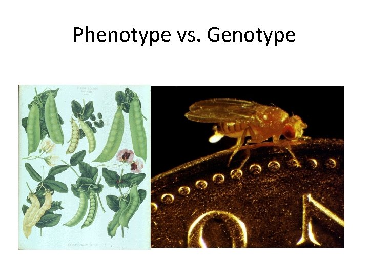 Phenotype vs. Genotype 