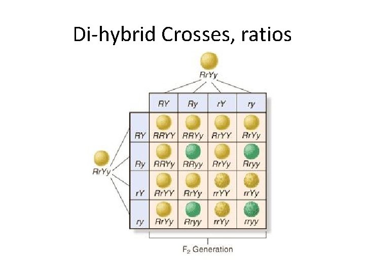 Di-hybrid Crosses, ratios 