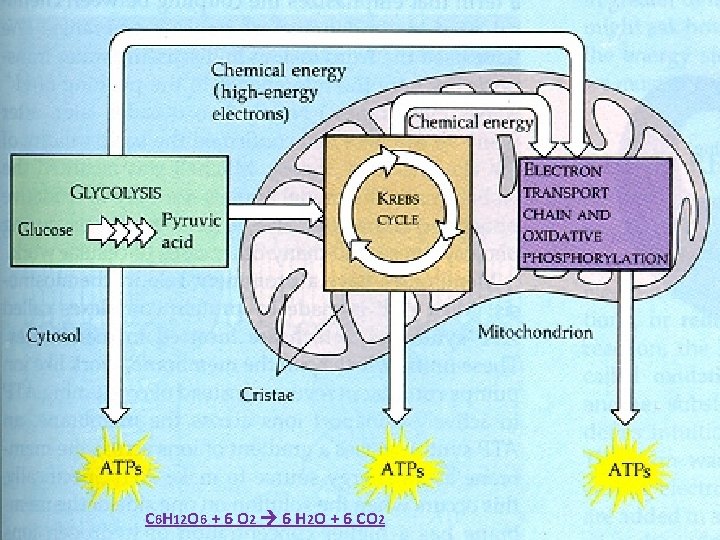 C 6 H 12 O 6 + 6 O 2 6 H 2 O