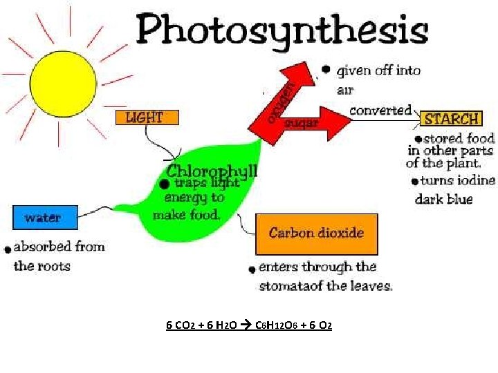 6 CO 2 + 6 H 2 O C 6 H 12 O 6
