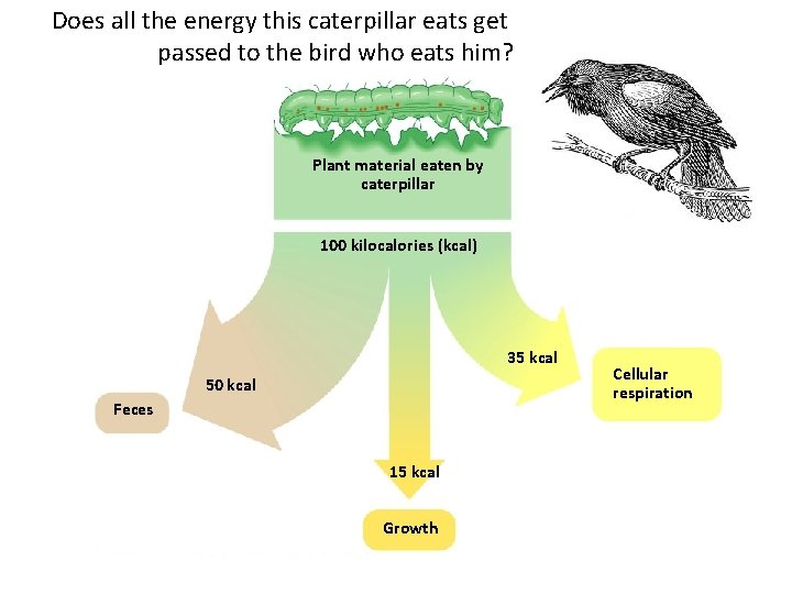 Does all the energy this caterpillar eats get passed to the bird who eats