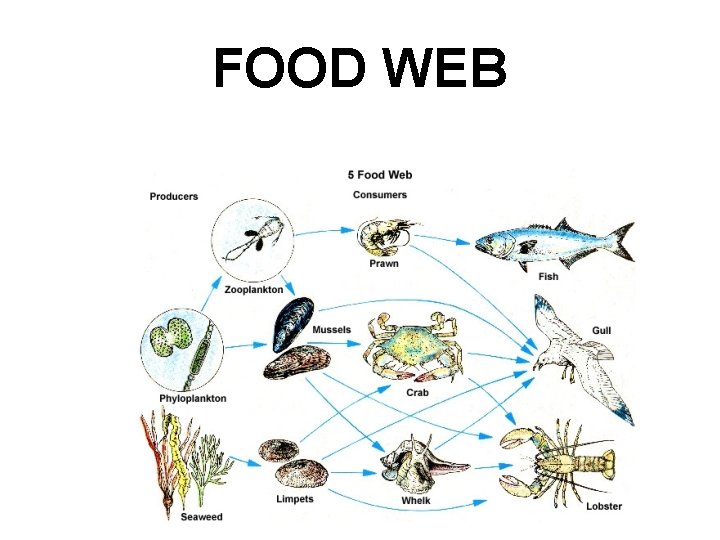 FOOD WEB 