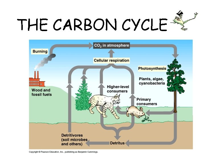 THE CARBON CYCLE 