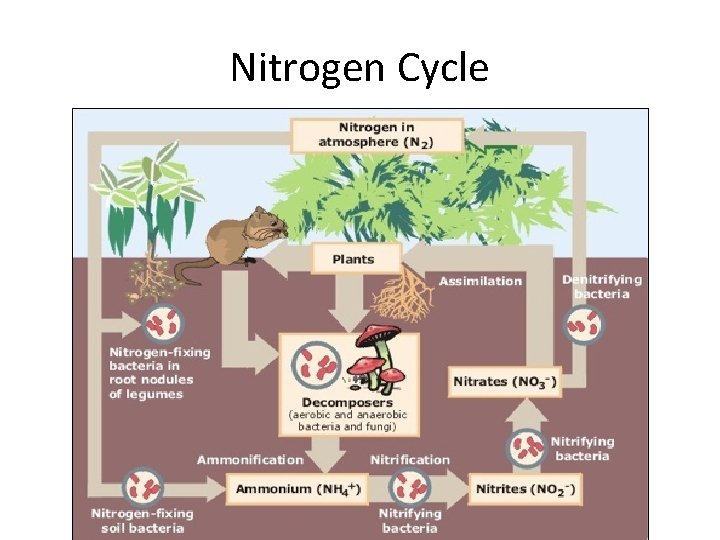 Nitrogen Cycle 