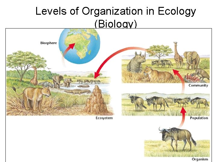 Levels of Organization in Ecology (Biology) 