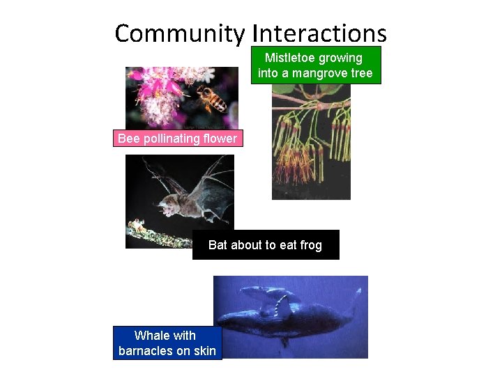 Community Interactions Mistletoe growing into a mangrove tree Bee pollinating flower Bat about to