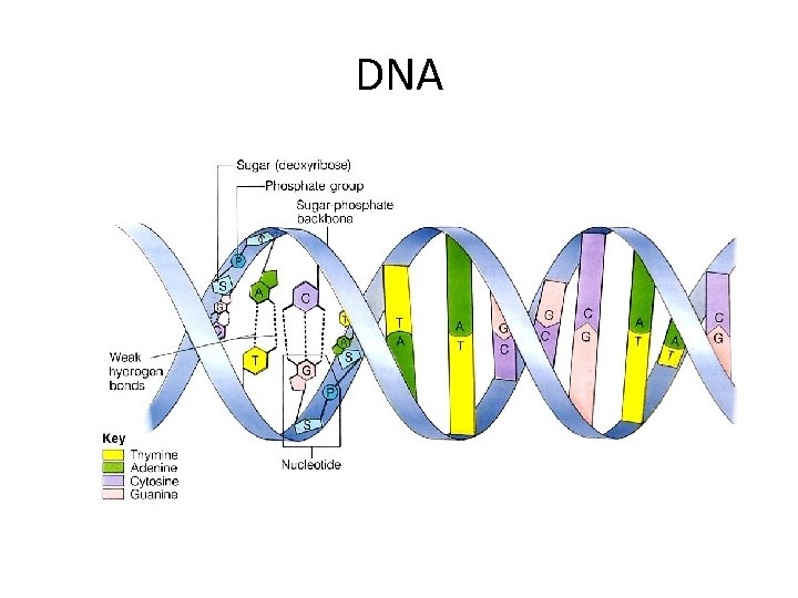 DNA 