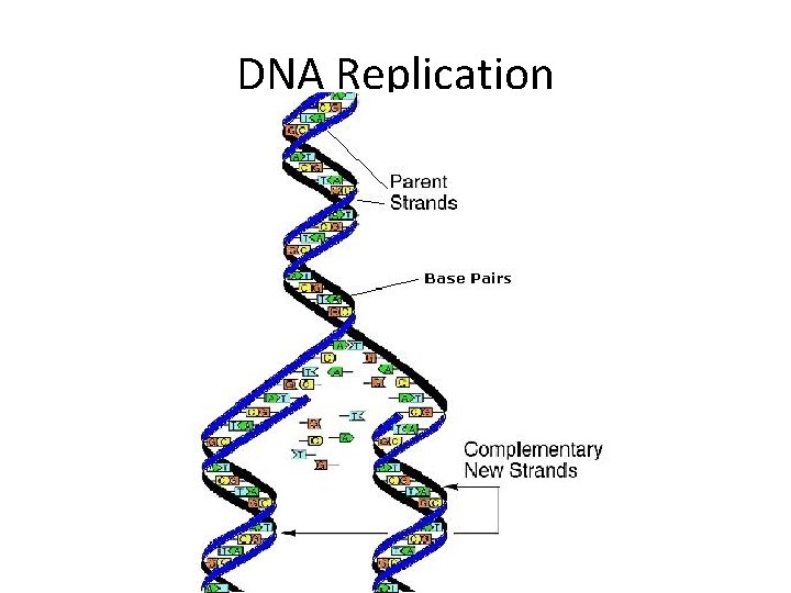 DNA Replication 