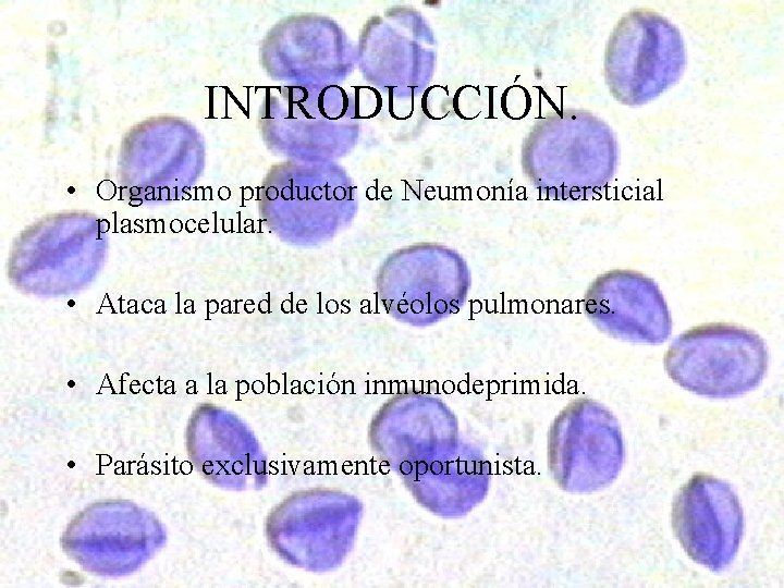 INTRODUCCIÓN. • Organismo productor de Neumonía intersticial plasmocelular. • Ataca la pared de los