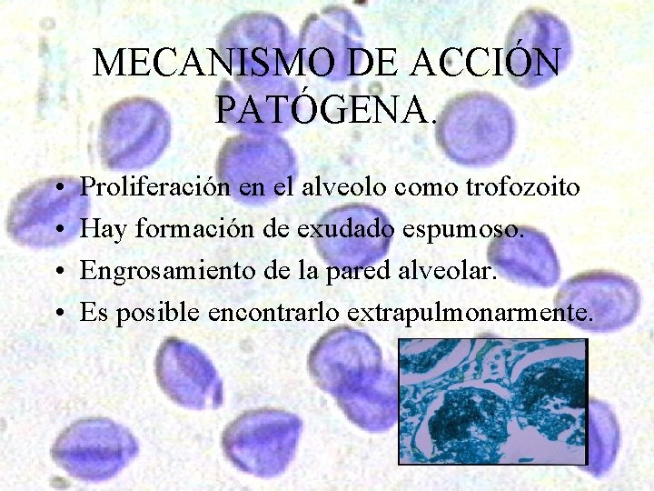 MECANISMO DE ACCIÓN PATÓGENA. • • Proliferación en el alveolo como trofozoito Hay formación