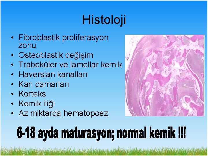 Histoloji • Fibroblastik proliferasyon zonu • Osteoblastik değişim • Trabeküler ve lamellar kemik •