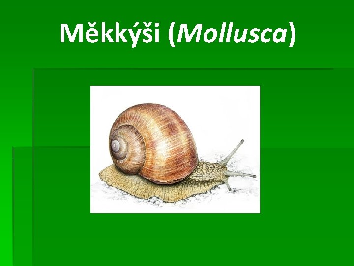 Měkkýši (Mollusca) 