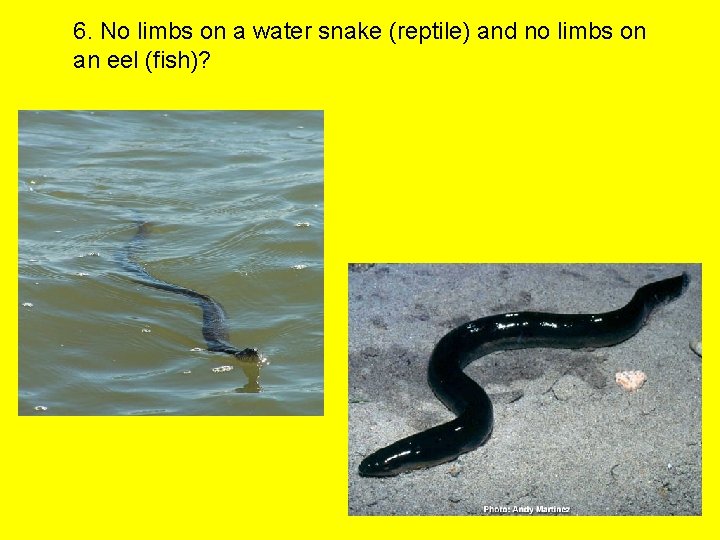 6. No limbs on a water snake (reptile) and no limbs on an eel
