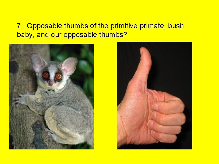 7. Opposable thumbs of the primitive primate, bush baby, and our opposable thumbs? 