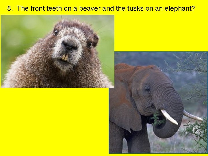 8. The front teeth on a beaver and the tusks on an elephant? 