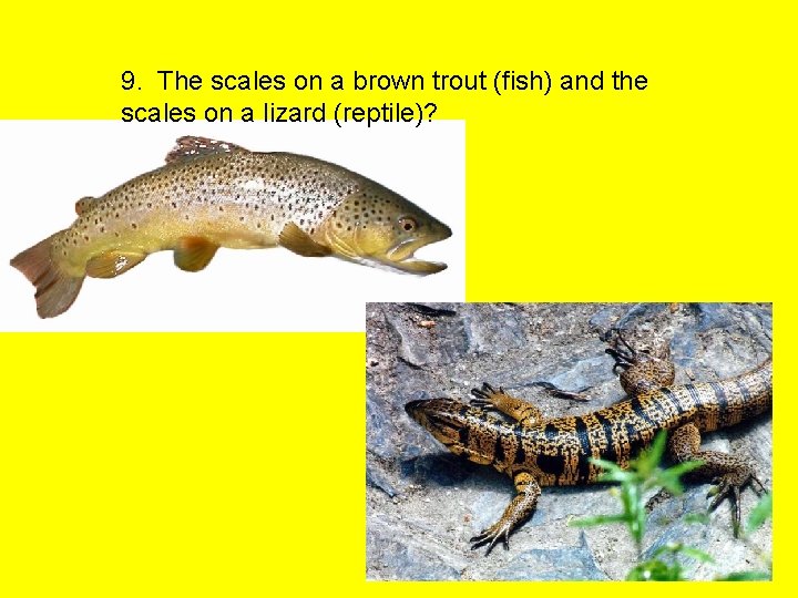 9. The scales on a brown trout (fish) and the scales on a lizard