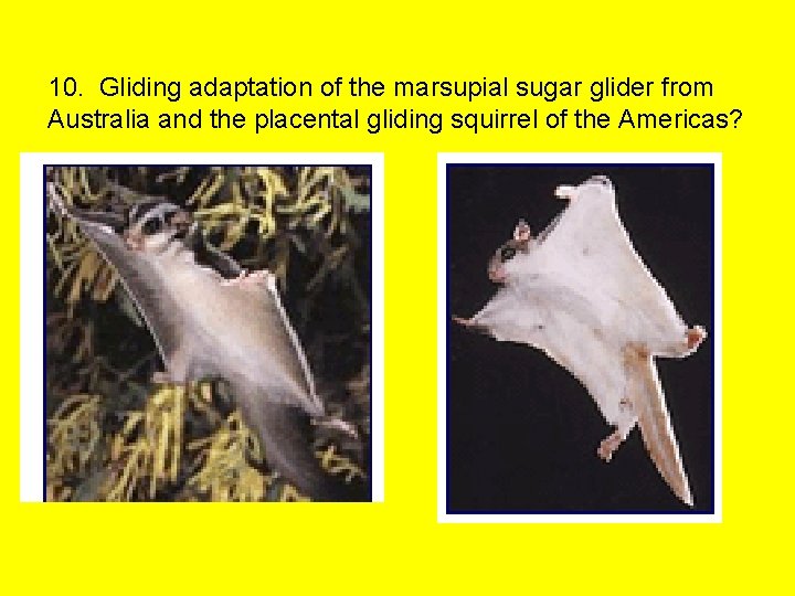 10. Gliding adaptation of the marsupial sugar glider from Australia and the placental gliding