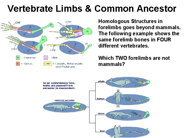Vertebrate Limbs & Common Ancestor Homologous Structures in forelimbs goes beyond mammals. The following