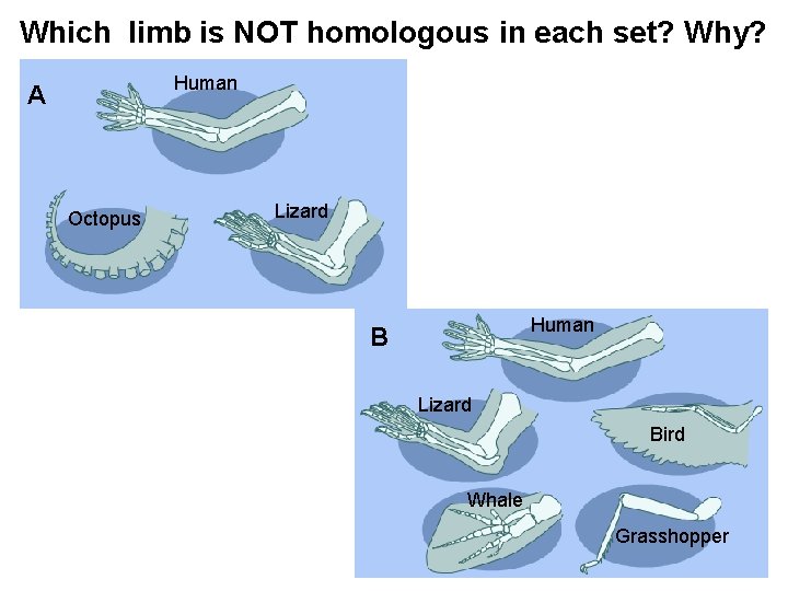 Which limb is NOT homologous in each set? Why? Human A Octopus Lizard Human
