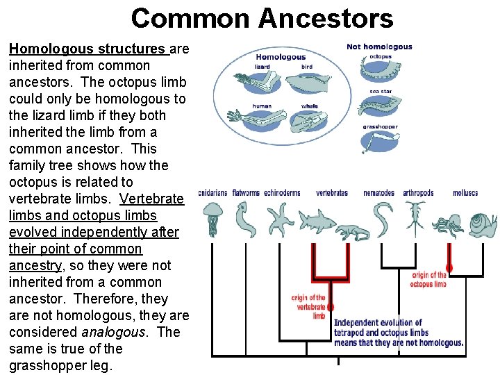Common Ancestors Homologous structures are inherited from common ancestors. The octopus limb could only