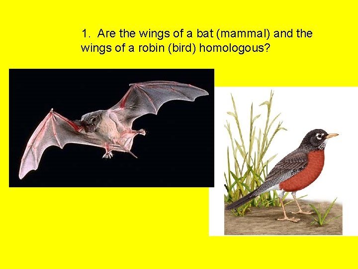 1. Are the wings of a bat (mammal) and the wings of a robin
