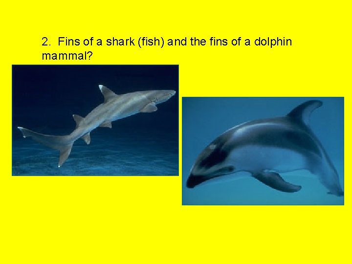 2. Fins of a shark (fish) and the fins of a dolphin mammal? 