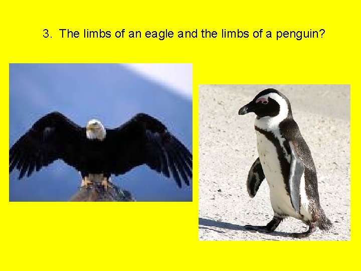3. The limbs of an eagle and the limbs of a penguin? 