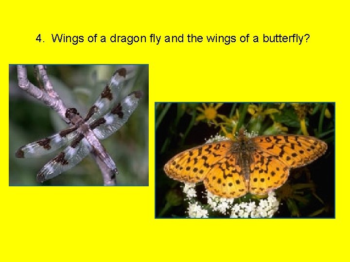 4. Wings of a dragon fly and the wings of a butterfly? 