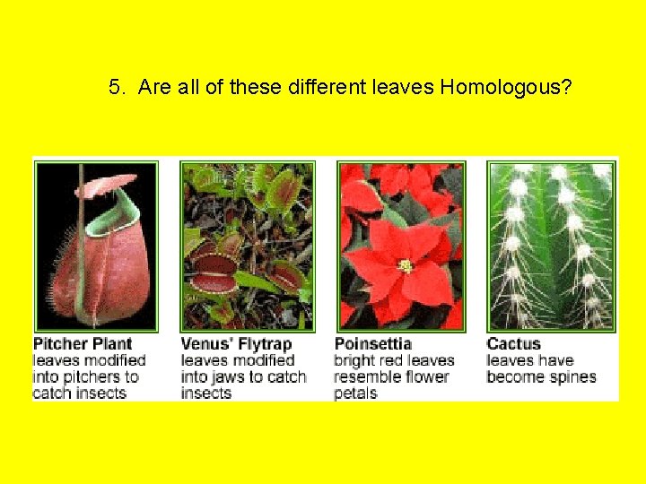 5. Are all of these different leaves Homologous? 