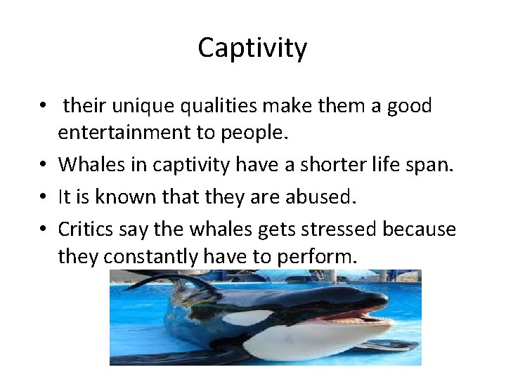 Captivity • their unique qualities make them a good entertainment to people. • Whales Captivity • their unique qualities make them a good entertainment to people. • Whales