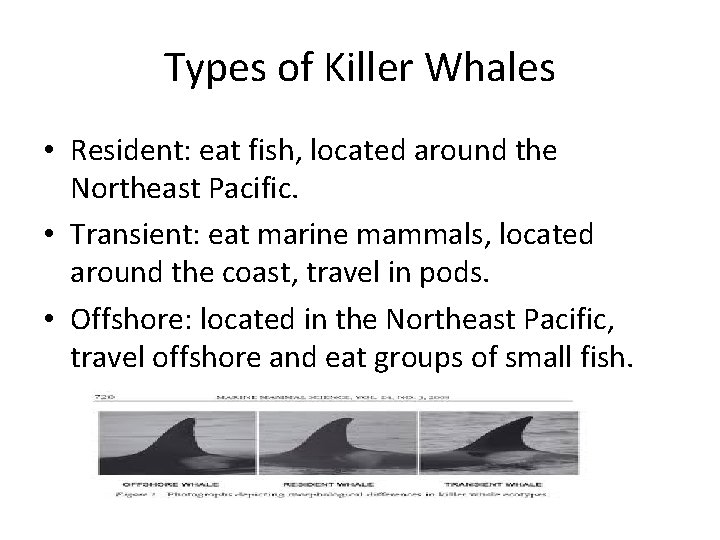 Types of Killer Whales • Resident: eat fish, located around the Northeast Pacific. • Types of Killer Whales • Resident: eat fish, located around the Northeast Pacific. •