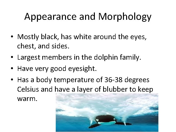 Appearance and Morphology • Mostly black, has white around the eyes, chest, and sides. Appearance and Morphology • Mostly black, has white around the eyes, chest, and sides.