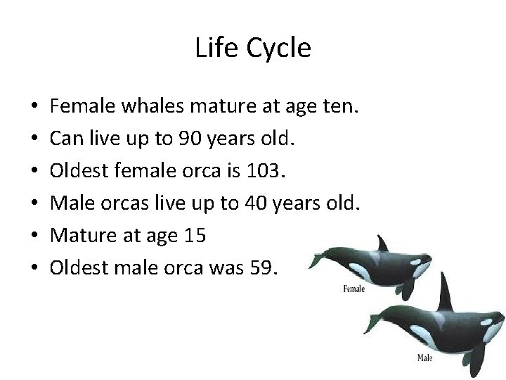 Life Cycle • • • Female whales mature at age ten. Can live up Life Cycle • • • Female whales mature at age ten. Can live up