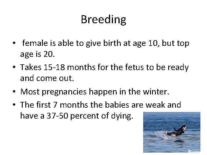 Breeding • female is able to give birth at age 10, but top age Breeding • female is able to give birth at age 10, but top age