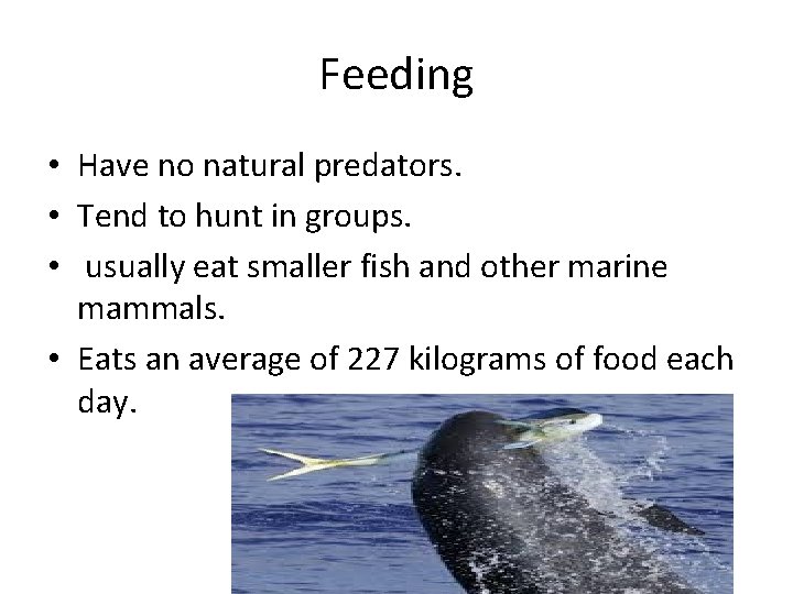 Feeding • Have no natural predators. • Tend to hunt in groups. • usually Feeding • Have no natural predators. • Tend to hunt in groups. • usually