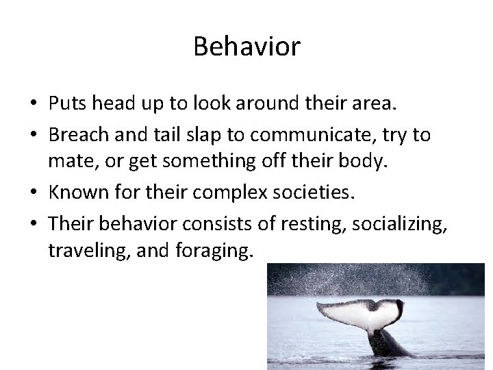 Behavior • Puts head up to look around their area. • Breach and tail Behavior • Puts head up to look around their area. • Breach and tail