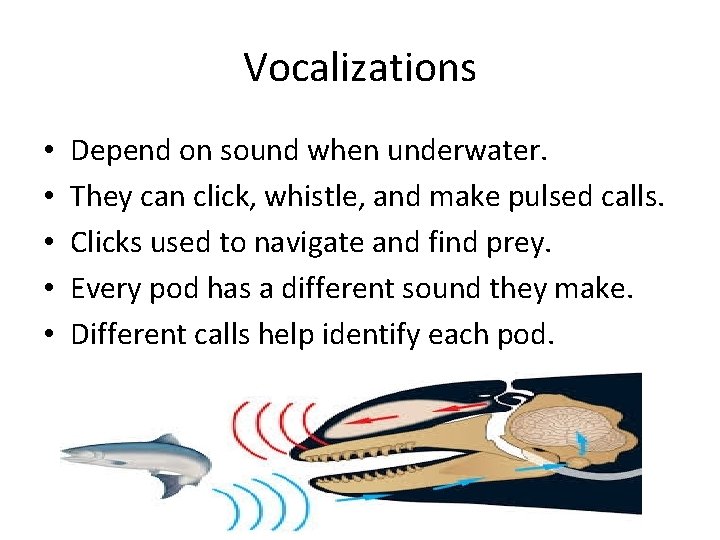 Vocalizations • • • Depend on sound when underwater. They can click, whistle, and Vocalizations • • • Depend on sound when underwater. They can click, whistle, and
