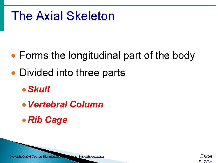 The Axial Skeleton · Forms the longitudinal part of the body · Divided into The Axial Skeleton · Forms the longitudinal part of the body · Divided into