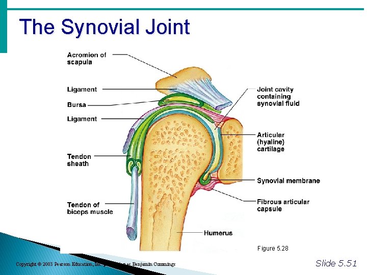 The Synovial Joint Figure 5. 28 Copyright © 2003 Pearson Education, Inc. publishing as The Synovial Joint Figure 5. 28 Copyright © 2003 Pearson Education, Inc. publishing as
