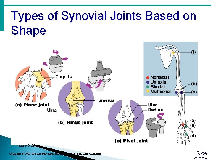 Types of Synovial Joints Based on Shape Figure 5. 29 a–c Copyright © 2003 Types of Synovial Joints Based on Shape Figure 5. 29 a–c Copyright © 2003