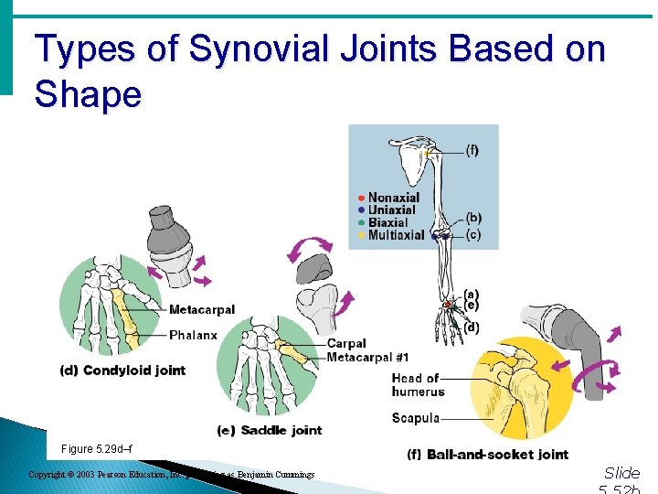Types of Synovial Joints Based on Shape Figure 5. 29 d–f Copyright © 2003 Types of Synovial Joints Based on Shape Figure 5. 29 d–f Copyright © 2003